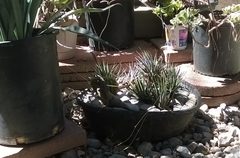 Sceloporus occidentalis