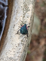 Alcaeorrhynchus grandis