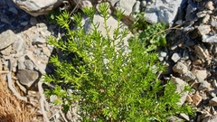 Peucephyllum schottii
