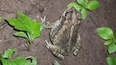 Incilius mazatlanensis
