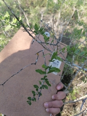 Aloysia gratissima