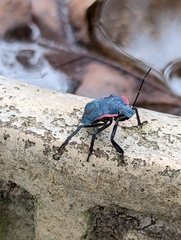 Alcaeorrhynchus grandis