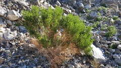 Peucephyllum schottii
