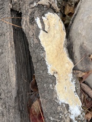 Coniophora puteana