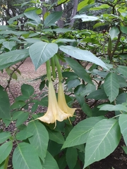 Brugmansia aurea
