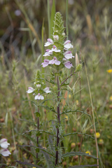 Bellardia trixago