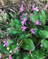Pelargonium rodneyanum