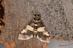 Nacoleia mesochlora