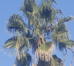 Washingtonia robusta