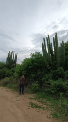 Pachycereus