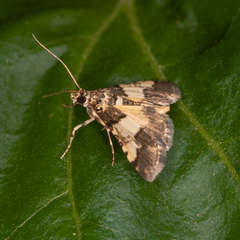 Nacoleia mesochlora
