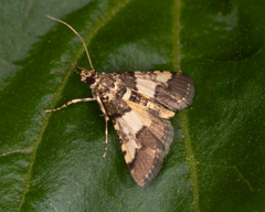 Nacoleia mesochlora