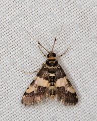 Nacoleia mesochlora