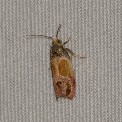 Eumarozia malachitana