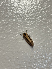 Creatonotos