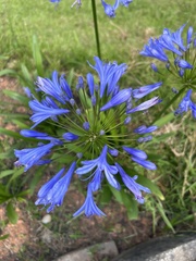 Agapanthus
