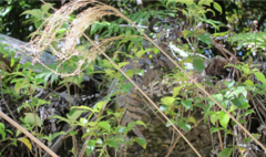 Miscanthus nepalensis