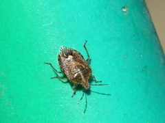 Agonoscelis puberula