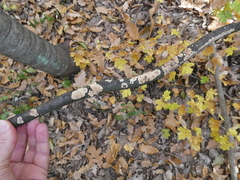 Basidioradulum radula