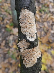 Basidioradulum radula