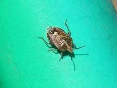 Agonoscelis puberula