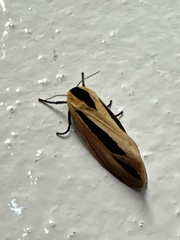 Creatonotos