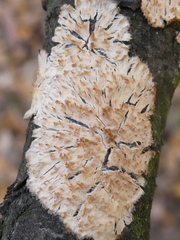 Basidioradulum radula