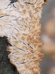 Basidioradulum radula