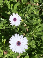 Dimorphotheca fruticosa