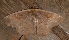 Paragonia cruraria