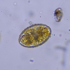 Bacillariophyceae