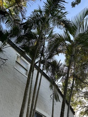 Ptychosperma elegans