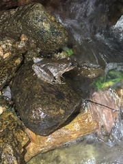 Limnonectes blythii