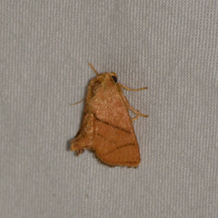 Apoda y-inversa