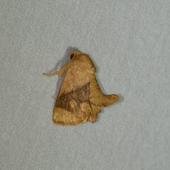 Apoda y-inversa