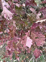 Quercus macrocarpa