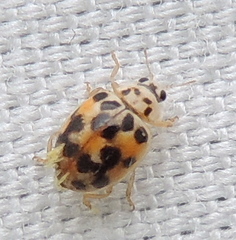 Hesperomyces virescens