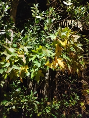 Liquidambar orientalis