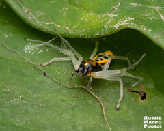 Poecilothomisus speciosus