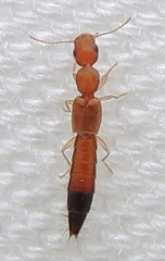 Astenus discopunctatus