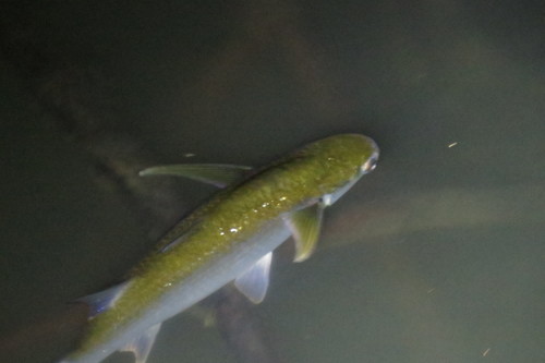 Bluetail mullet