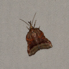 Clydonopteron sacculana