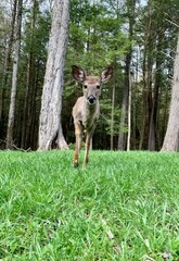 Odocoileus virginianus