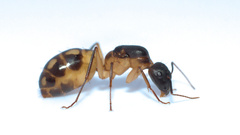 Camponotus maculatus