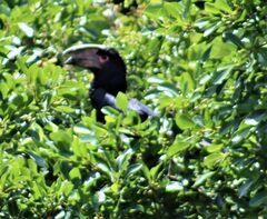 Bycanistes bucinator