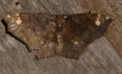 Paragonia cruraria