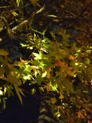 Liquidambar orientalis