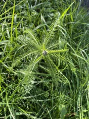 Achillea millefolium