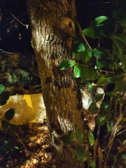 Liquidambar orientalis