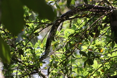 Spilotes pullatus